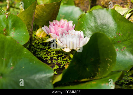 Couple water lily flowers on pond with floating duckweed summer secluded and almost hidden by leaves Stock Photo