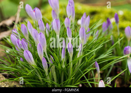 lots of lilac mauve spring crocuses closed up between rain showers with rain drops waiting for the sunshine Stock Photo