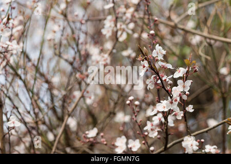 Detail of wild cherry plumb blossom flowering in February the start of Spring Time back lit by sunshine sun Stock Photo
