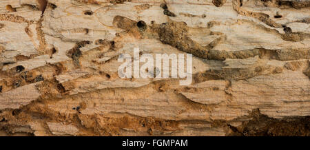 burrow chambers in dead cherry tree trunk exposed to reveal wood worm and beetle burrows side chambers plugged with frass Stock Photo