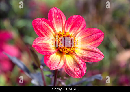 Dahlia is a genus of bushy, tuberous, perennial plants native to Mexico, Central America, and Colombia. There are at least 36 sp Stock Photo