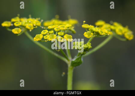 Wild parsnip (Pastinaca sativa). Yellow flower of the wild relative of the familiar vegetable, in Apiaceae (carrot family) Stock Photo