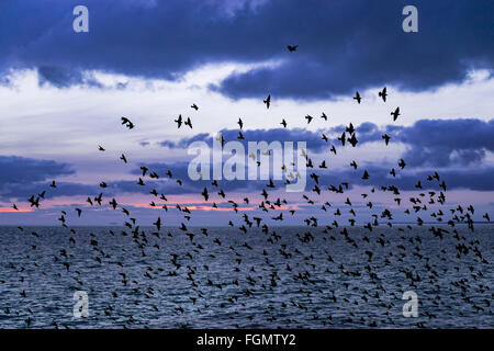 Murmuration of starlings (sturnus vulgaris) at dusk prior to roosting under Brighton's Palace Pier,UK Stock Photo