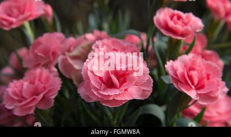 Close-up of pink carnations in the garden Stock Photo