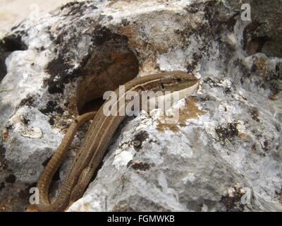 Common wall lizard, Podarcis muralis sunbathing on a rock in Croatia on eco trail near Beli Village Stock Photo