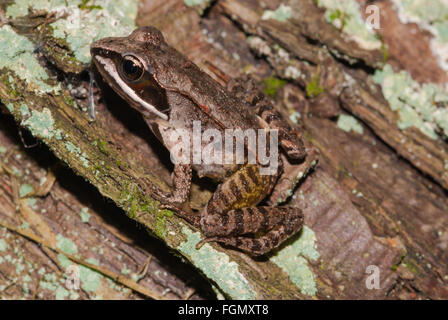 Wood frog, Lithobates sylvaticus, perched on a lichen-encrusted log Charleston Lake Provincial Park, Ontario, Canada Stock Photo