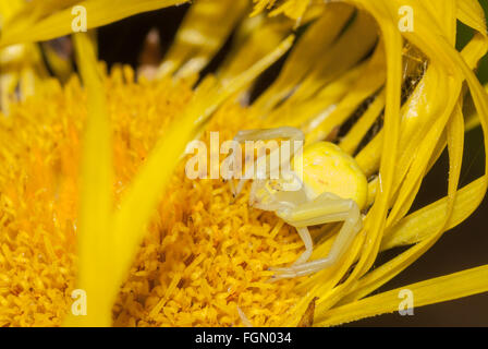 Goldenrod crab spider, Misumena vatia, lying in ambush on an elecampane, Inula helenium flower. Stock Photo