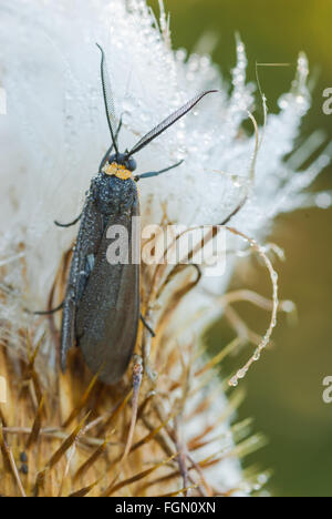 Early morning image of a dew-covered Virginia ctenuchid moth, Ctenucha virginica, on a thistle seedhead. Stock Photo