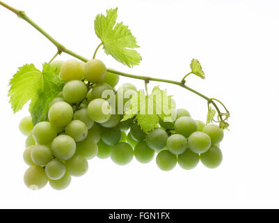 Autumn Crisp seedless white table grape, photographed on white background. Stock Photo