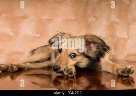 Cute mixed breed dog portrait Stock Photo