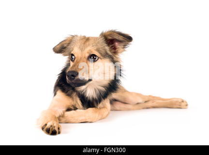 Cute mixed breed dog portrait Stock Photo
