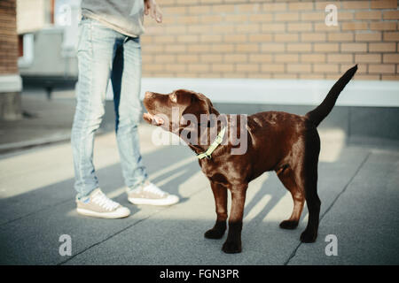 Young Woman with Chocolate Brown Labrador Retriever in the City. Selective Focus. Stock Photo