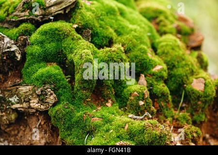 Nature Background. Moss Close Up View on Growth Log. Macro Details. Selective Focus. Stock Photo