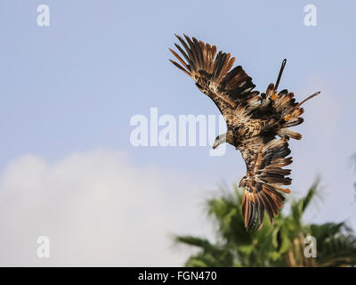 Bird in flight in the natural habitat of Wednesday during the summer. Stock Photo