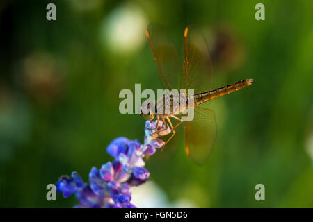 Closeup, dragonfly on blue flower in the garden Stock Photo