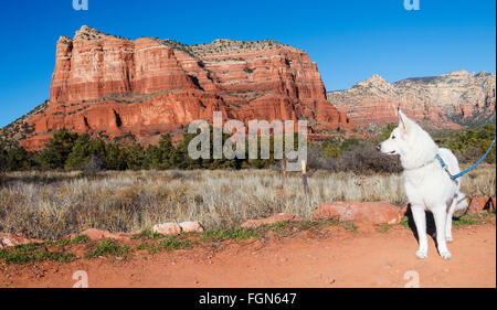 Dog on hike with the Courthouse Butte in distance Stock Photo