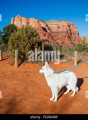 Dog on hike with the Courthouse Butte in distance Stock Photo