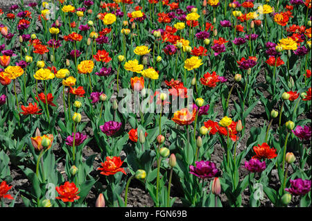 Multicolored tulips and pansy flowers on flowerbed Stock Photo
