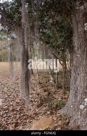 Spanish moss hanging from trees in a wooded area of south Louisiana. Stock Photo