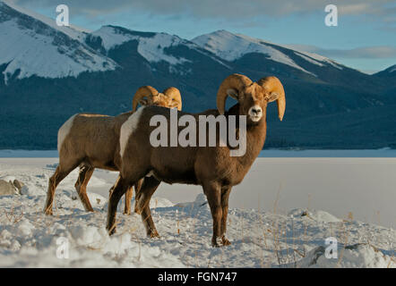 Rocky Mountain bighorn sheep (Ovis canadensis) Rams in winter, Banff National Park, Alberta, Canada Stock Photo