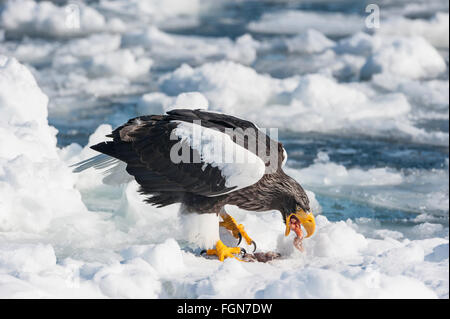 Steller's Sea Eagle, Haliaeetus pelagicus, eating fish, Rausu, offshore Hokkaido, Sea of Okhotsk, Japan Stock Photo