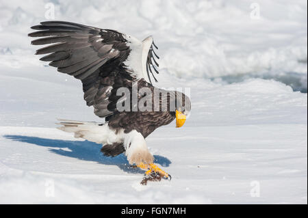 Steller's Sea Eagle, Haliaeetus pelagicus, eating fish, Rausu, offshore Hokkaido, Sea of Okhotsk, Japan Stock Photo