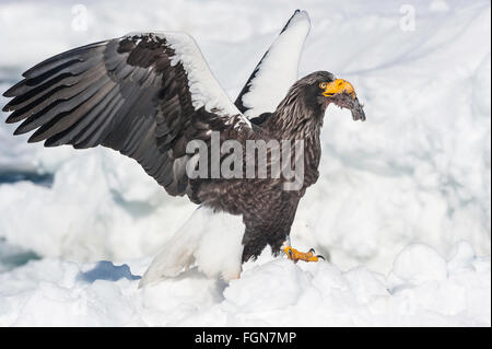 Steller's Sea Eagle, Haliaeetus pelagicus, eating fish, Rausu, offshore Hokkaido, Sea of Okhotsk, Japan Stock Photo