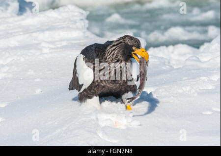 Steller's Sea Eagle, Haliaeetus pelagicus, eating fish, Rausu, offshore Hokkaido, Sea of Okhotsk, Japan Stock Photo