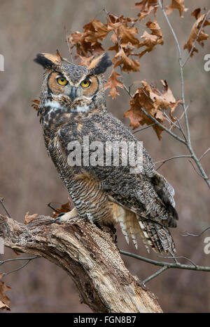 Great Horned Owl Bubo virginianus perched on tree stump, Eastern N America, by Skip Moody/Dembinsky Photo Assoc Stock Photo