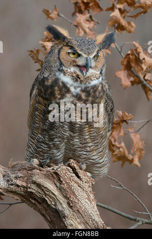 Great Horned Owl Bubo virginianus perched on tree stump, Eastern N America, by Skip Moody/Dembinsky Photo Assoc Stock Photo