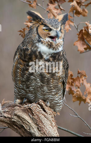 Great Horned Owl Bubo virginianus perched on tree stump, Eastern N America, by Skip Moody/Dembinsky Photo Assoc Stock Photo