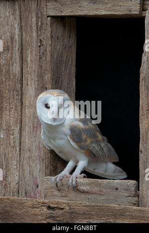 Barn owl (Tyto alba) sitting on barn window sill, Eastern USA Stock Photo