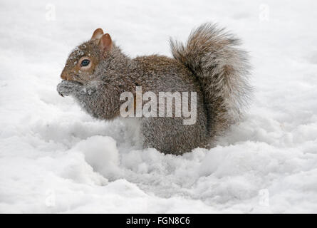 Eastern Gray Squirrel (Sciurus carolinensis) eating stored nuts, after snow storm, Michigan USA Stock Photo