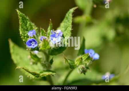 Bugloss (Anchusa arvensis). Blue flowers on a coarsely hairy plant in flower, in the family Boraginaceae Stock Photo