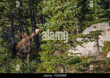 Bull Moose (Alces alces) foraging for food in forest, Indian Peaks Wilderness,Rocky mountains, Colorado, USA Stock Photo