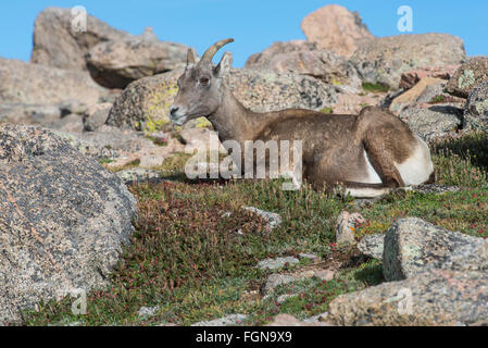 Bighorn Sheep (Ovis canadensis) Ewe, resting in alpine meadow, Mount Evans Wilderness Area, Rocky Mountains, Colorado USA Stock Photo