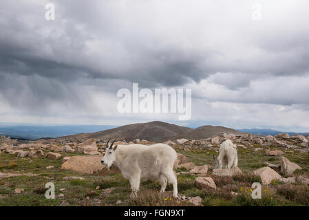 Mountain Goat (Oreamnos americanus), Adults on mountain top, alpine meadow, Rocky Mountains, Colorado USA Stock Photo