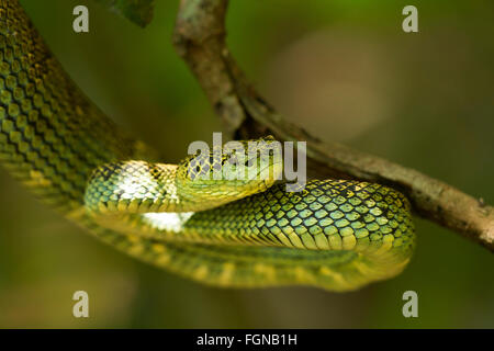 The Crotalinae, commonly known as pit vipers, crotaline snakes, or pit ...