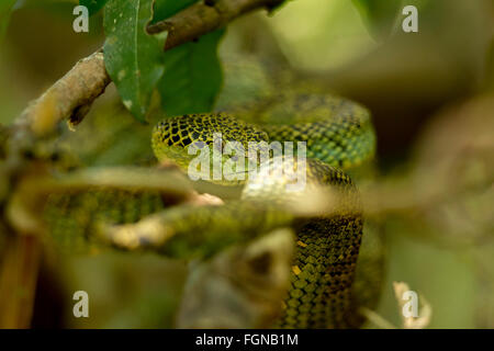 The Crotalinae, commonly known as pit vipers, crotaline snakes, or pit adders, are a subfamily of venomous vipers Stock Photo