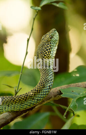 The Crotalinae, commonly known as pit vipers, crotaline snakes, or pit adders, are a subfamily of venomous vipers Stock Photo