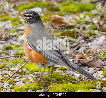 Beautiful male American Robin (Turdus migratorius) hunting for food Stock Photo