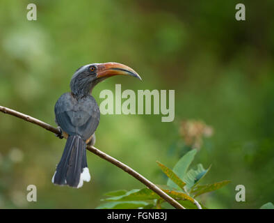 The Indian grey hornbill (Ocyceros birostris) is a common hornbill found on the Indian subcontinent. Stock Photo