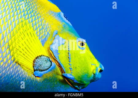 detail of scales of Queen Angelfish  face holacanthus ciliaris in blue water Stock Photo