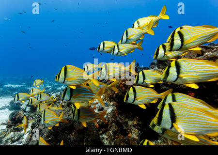 close up of school of yellow striped Porkfish, Anisotremus virginicus, swimming on coral reef Stock Photo