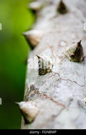 Close up detail of large sharp, thorns on a tree trunk in the tropical jungle Stock Photo
