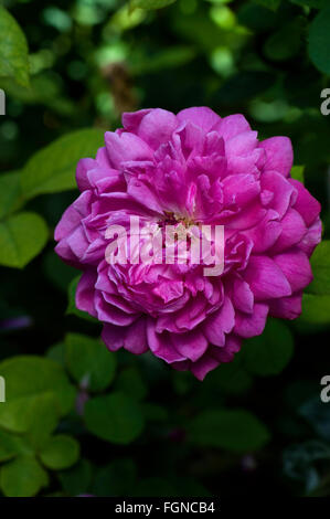 Rose, Rosa SOPHY'S ROSE, David Austin, shrub , medium red Stock Photo