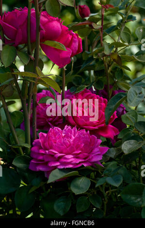 Rose, Rosa SOPHY'S ROSE, David Austin, shrub , medium red Stock Photo