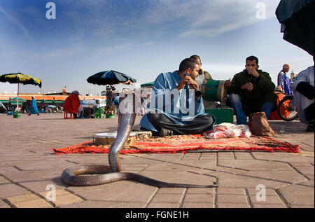 MARRAKESH, MOROCCO - JANUARY 21: Snake charmers cobra dancing at famous Marrakesh square Djemaa el Fna on January 21, 2010 in Ma Stock Photo