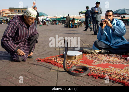 MARRAKESH, MOROCCO - JANUARY 21: Snake charmers cobra dancing at famous Marrakesh square Djemaa el Fna on January 21, 2010 in Ma Stock Photo