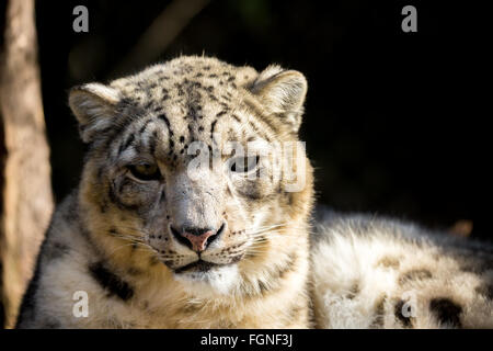 side portrait of snow leopard - Irbis, Uncia uncia with shallow focus Stock Photo